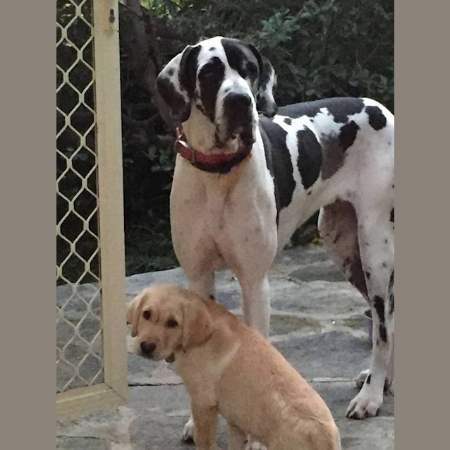 Photo of Molly (Nsw)