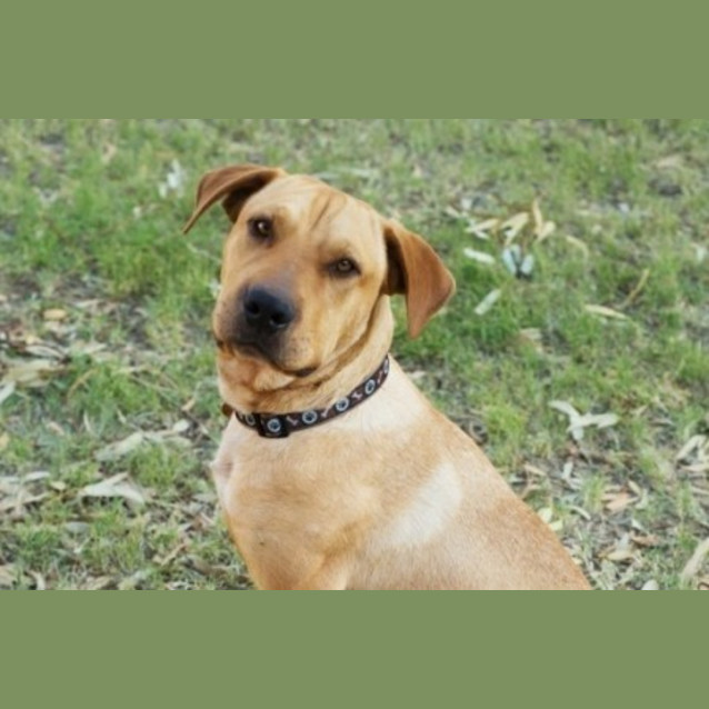 Photo of Bo (D3341) 