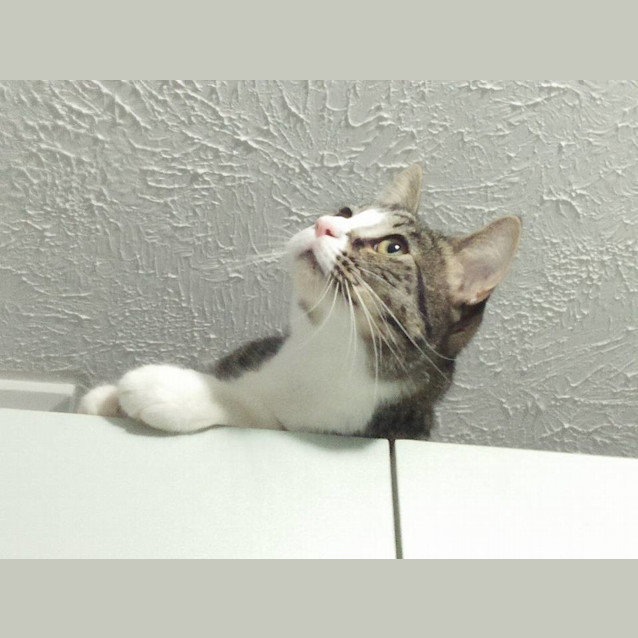 Photo of Boots