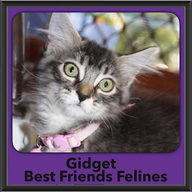 Photo of Gidget 