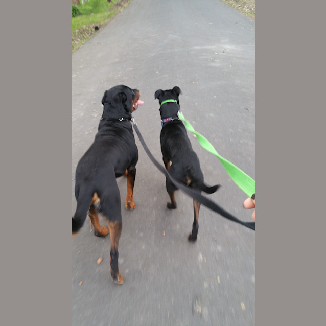 Photo of Dave  Cat, Dog And People Friendly