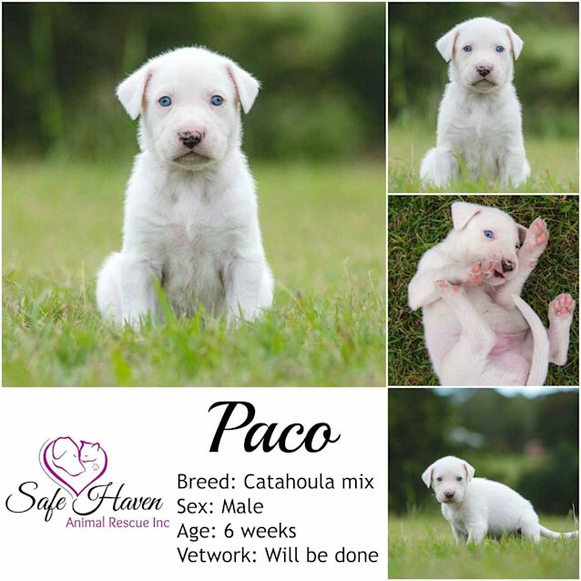 Photo of Paco 