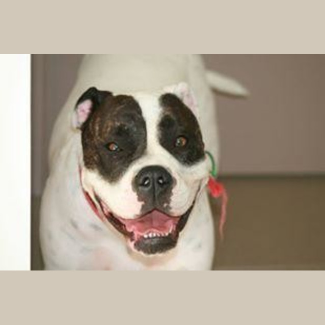 Photo of Buffy (Adoption Pending)