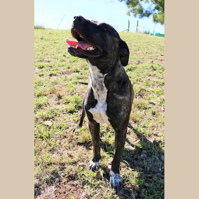 Photo of Miley (Adoption Pending)