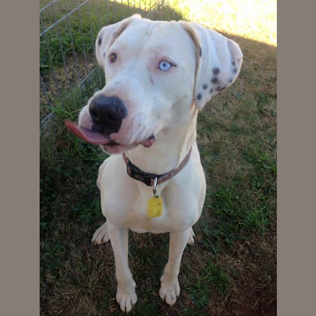 Photo of Bruce (Pet Of The Month $150)