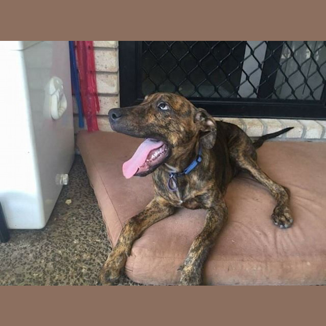 Photo of Willow 