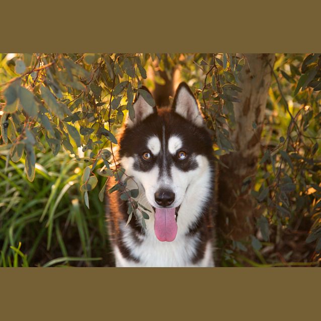 Photo of Whisky