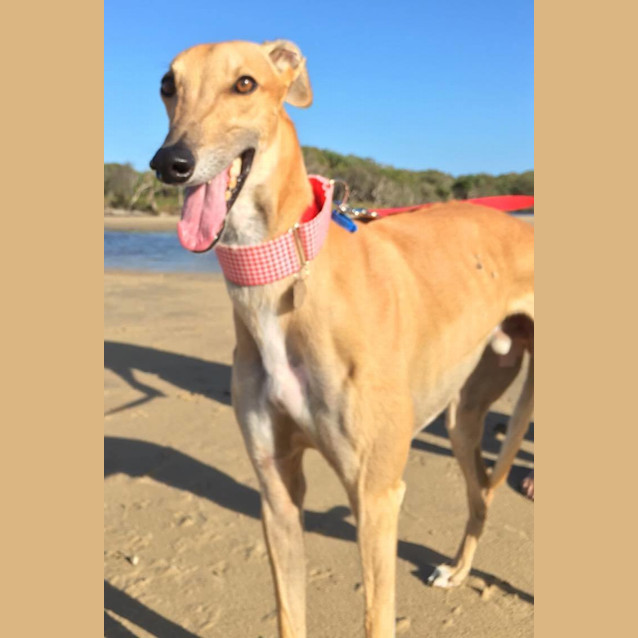 Photo of “Curly”, Lanky, Loopy And Lovely. Brisbane