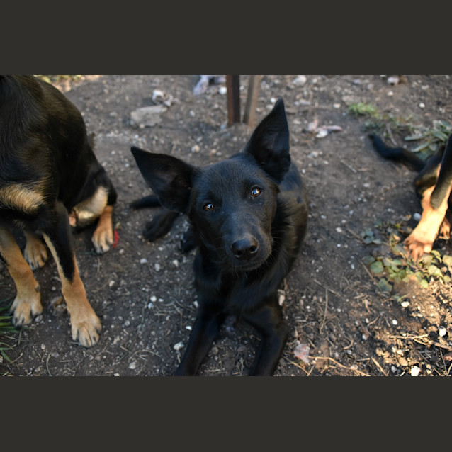 Photo of Skye