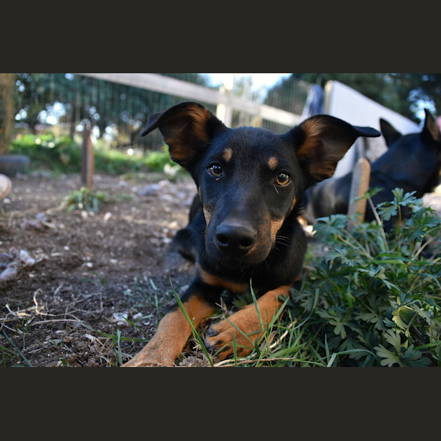 Photo of Ruby