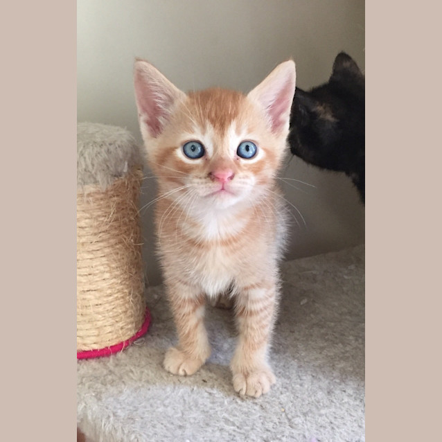 Photo of Paddy @ The Pet House, Erina