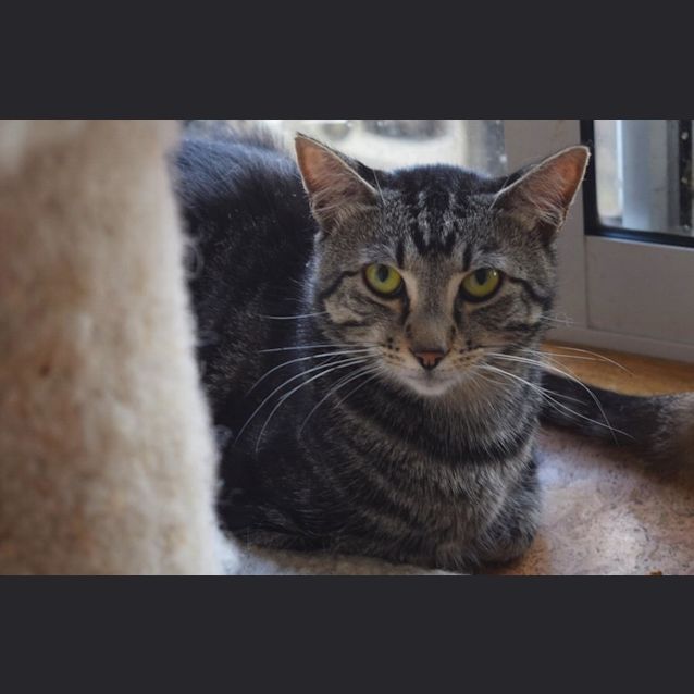 Photo of Louie **2nd Chance Cat Rescue**