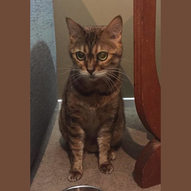 Photo of Swish The Bengal *Adopt Me*