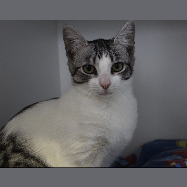 Photo of Rascal