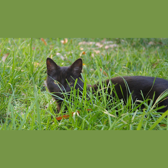 Photo of Sebastian (Looking For A Home With Monkey)