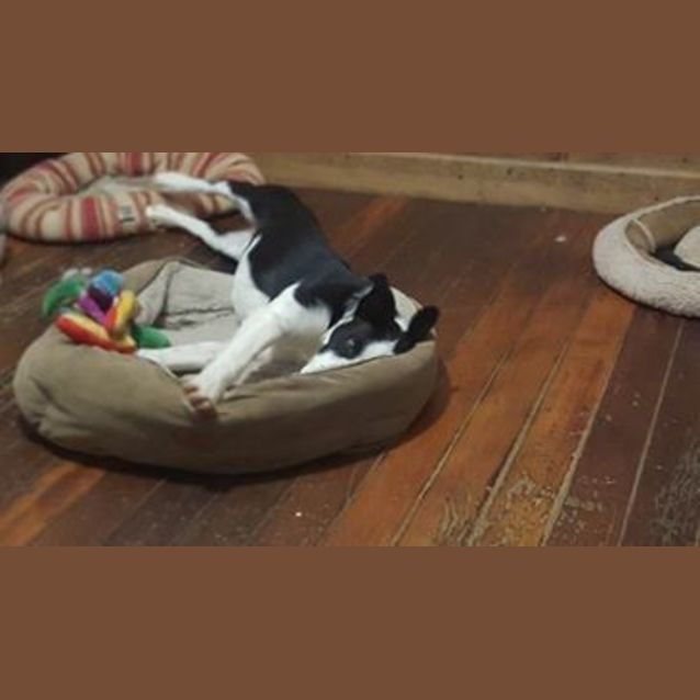 Photo of Squirt (At Rspca Big Adopt Day Sept 17 Brisbane)