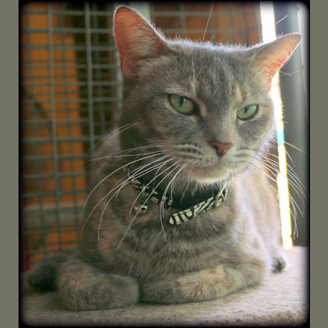 Photo of Bandit