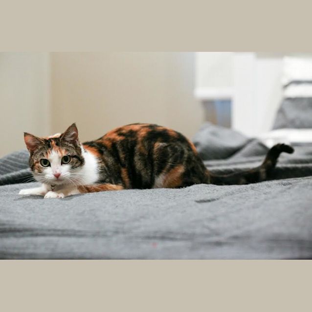 Photo of Pebbles