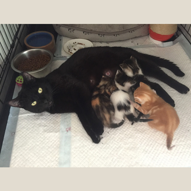 Photo of Halo (Child/Cat Friendly)