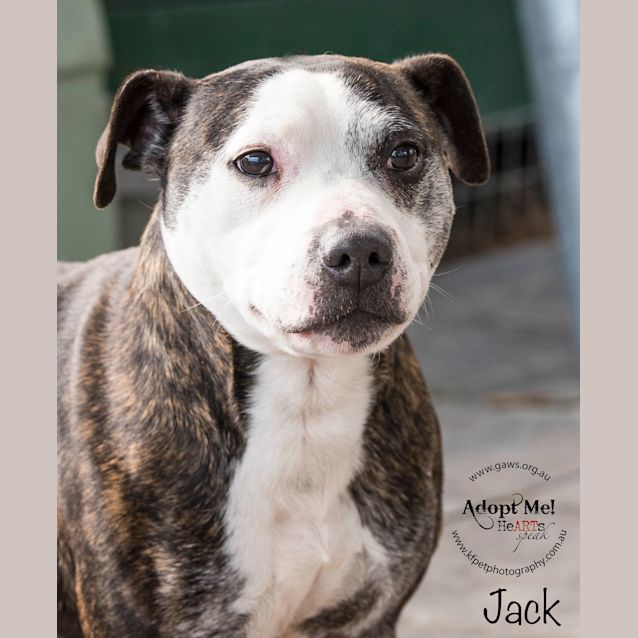Photo of Jack Id32309