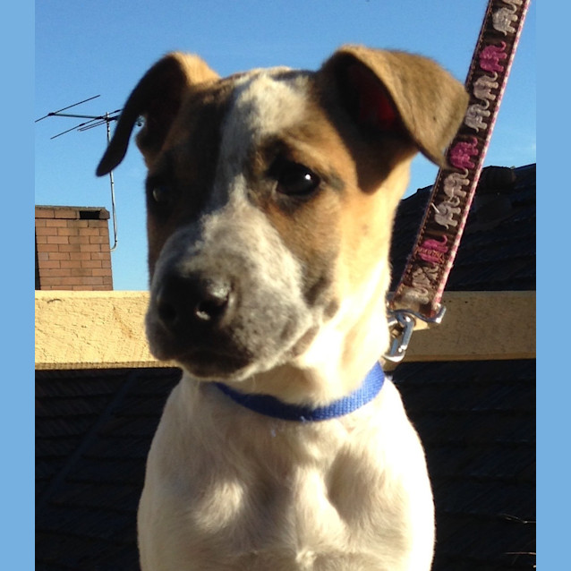 Photo of Jimmy (Cat/Dog/Child Friendly)