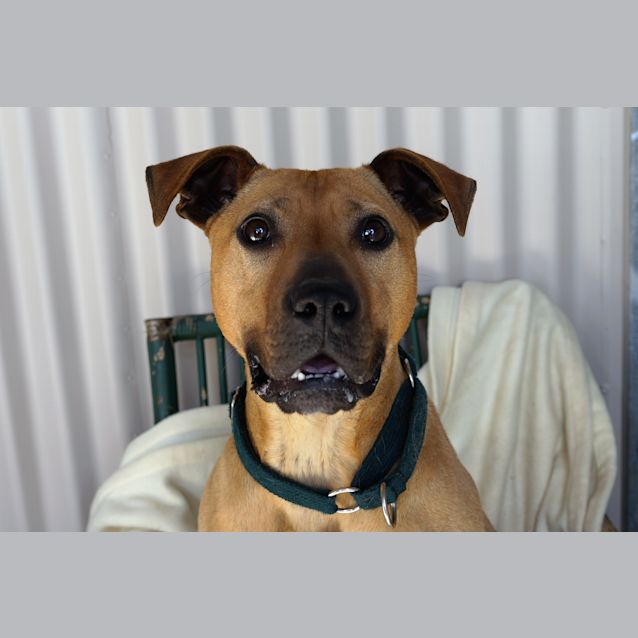 Photo of Indie