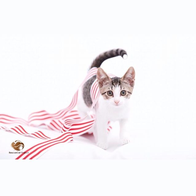 Photo of Poppy