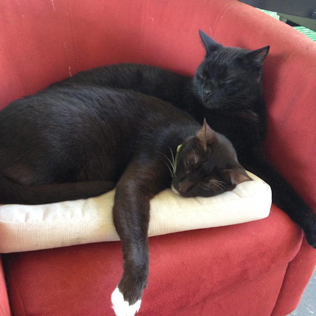 Photo of Moo Moo & Nuu Nuu