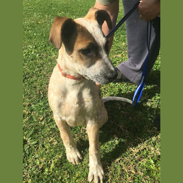 Photo of Calamity (Dog Friendly/Obed. Trained)
