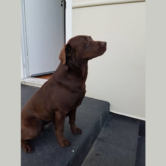 Photo of Bella