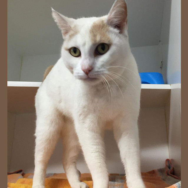 Photo of Petal