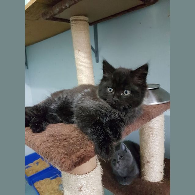 Photo of Oliver