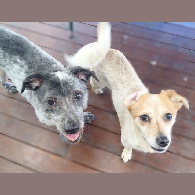 Photo of Fred & Wilma *•🐶Adopt Us🐶•*