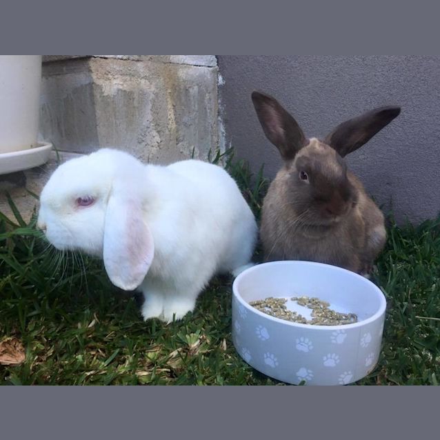 Photo of Indy And Louie 