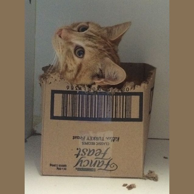 Photo of Marmalade