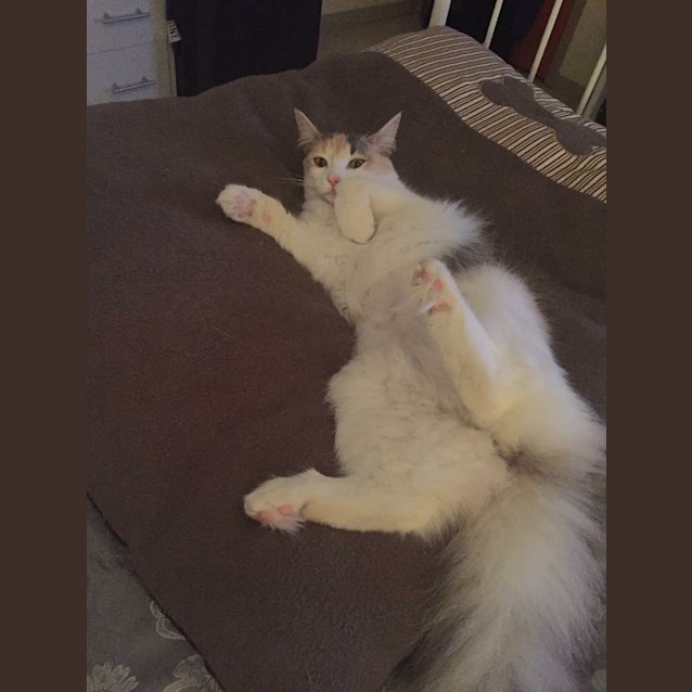 Photo of Luna