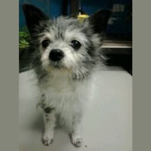 Photo of Bella