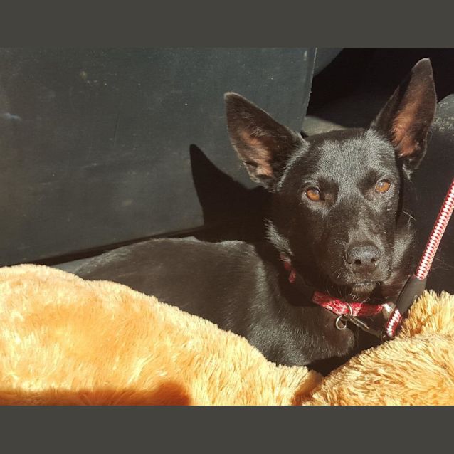 Photo of Midnight (Adoption Pending)