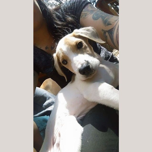 Photo of Rufus 