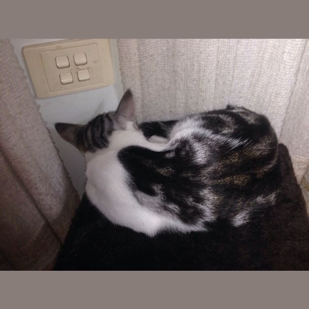 Photo of "Ritchie And "Squiggy" $99   Purrfect Match
