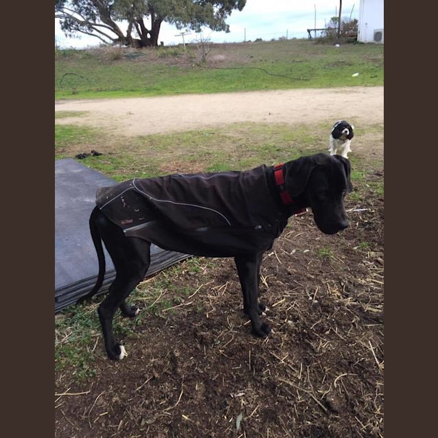 Photo of Sarge (Nsw)