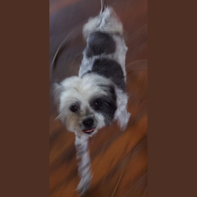 Photo of Chloe Princess (Adoption Pending)