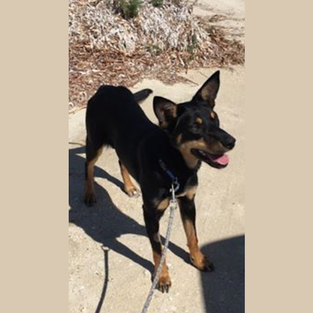 Photo of Ziva