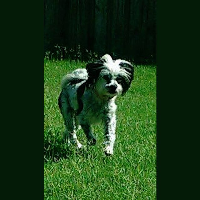 Photo of Chloe Princess (Adoption Pending)