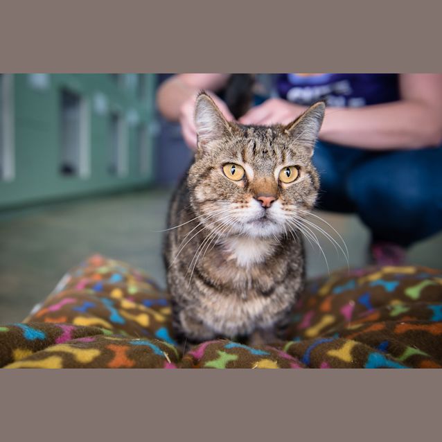 Photo of Tiger