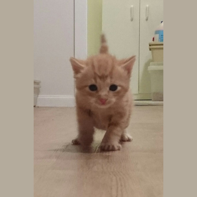 Photo of Apollo