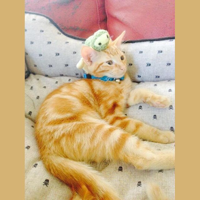 Photo of Peach 