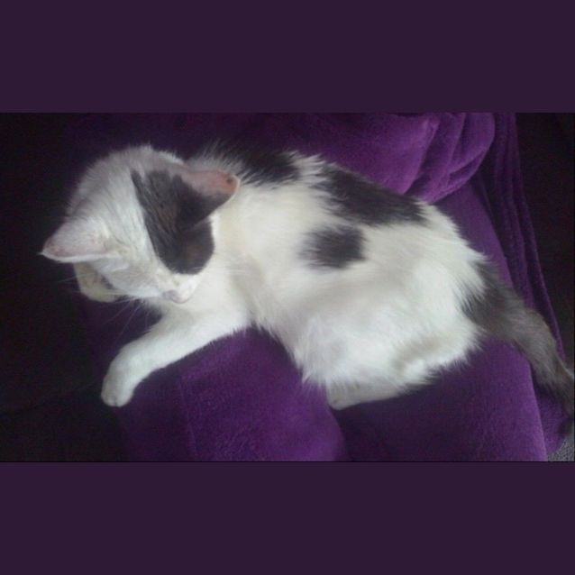 Photo of Mia *Reduced Adoption Fee*