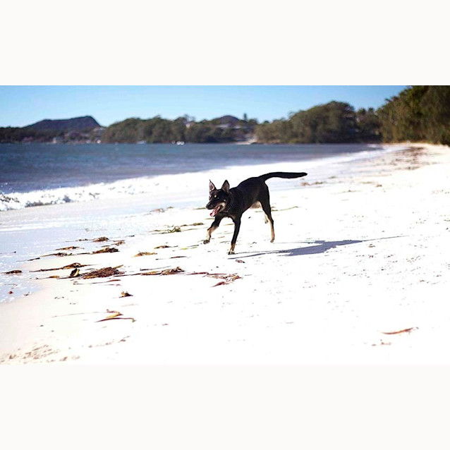 Photo of Jake ~ 7mo Kelpie X Boy (On Trial 26/06/16)