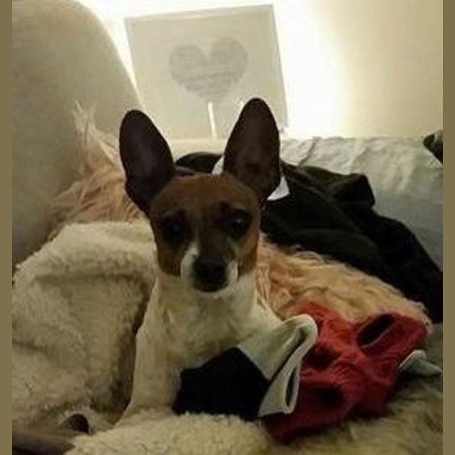 Photo of Sake   Chihuahua X (On Trial 18/6/16)